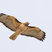 Red-tailed Hawk